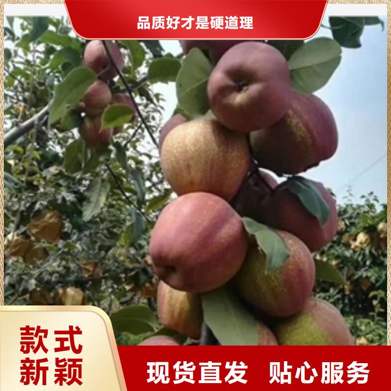 梨树苗本地正规大厂