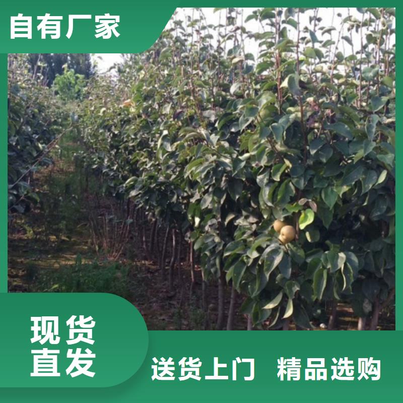规格齐全的梨树苗基地