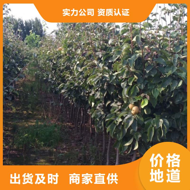 梨树苗施工队伍