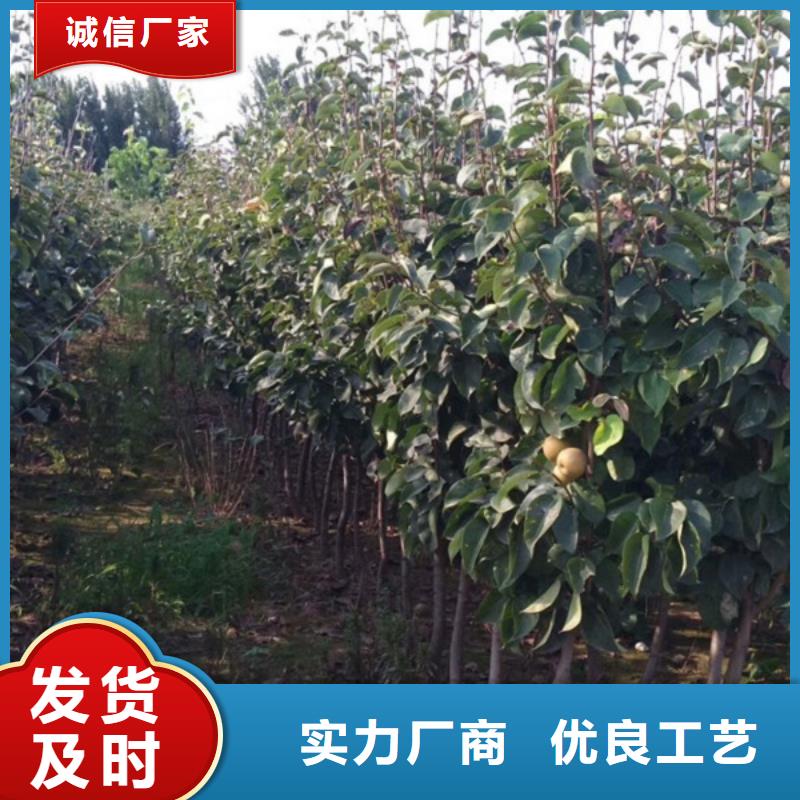 梨树苗厂家找开发区润盛园艺场