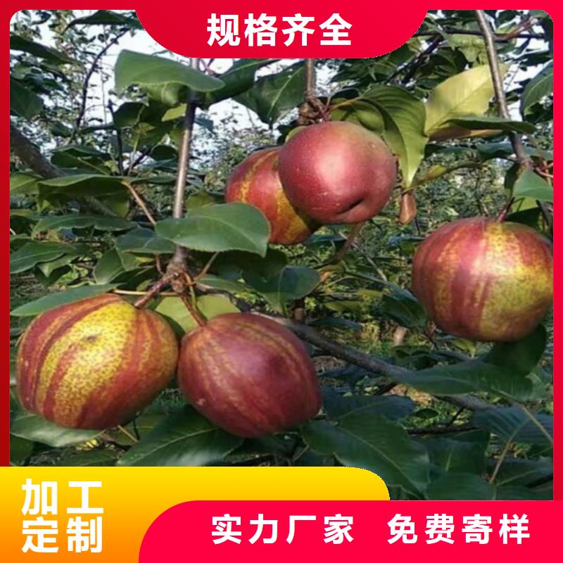 梨树苗远销海外