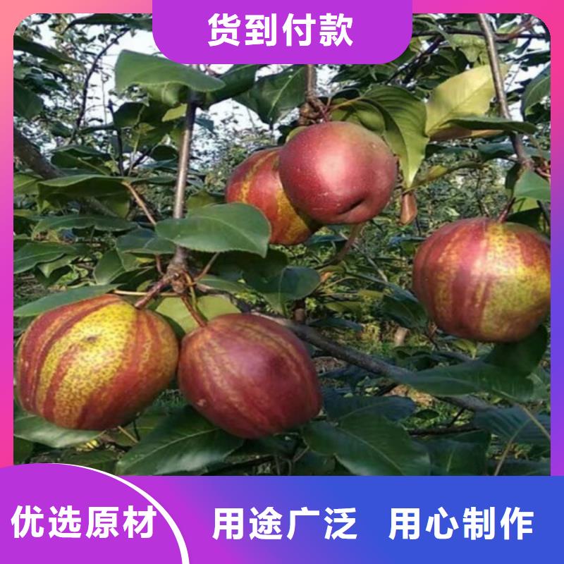 梨树苗诚信经营