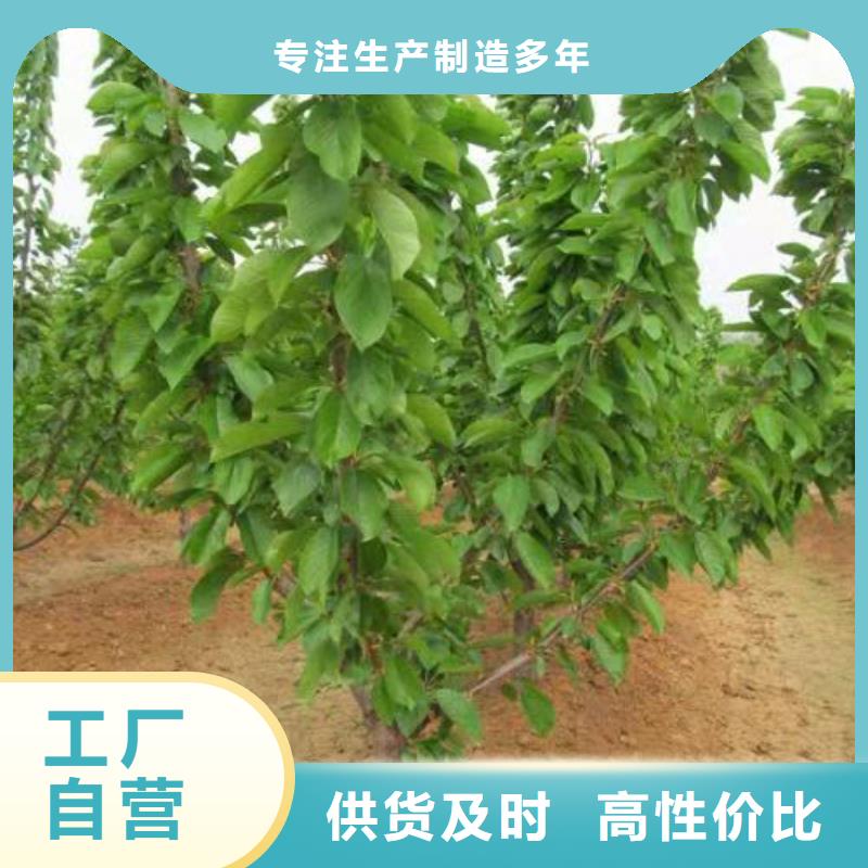 樱桃苗的工作原理