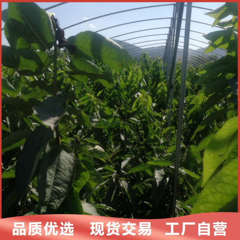 樱桃苗热销货源