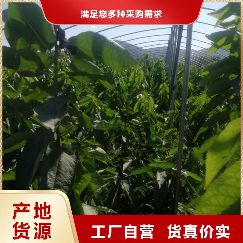 樱桃苗低价保真