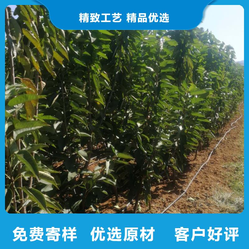 【优选】樱桃苗源头厂家
