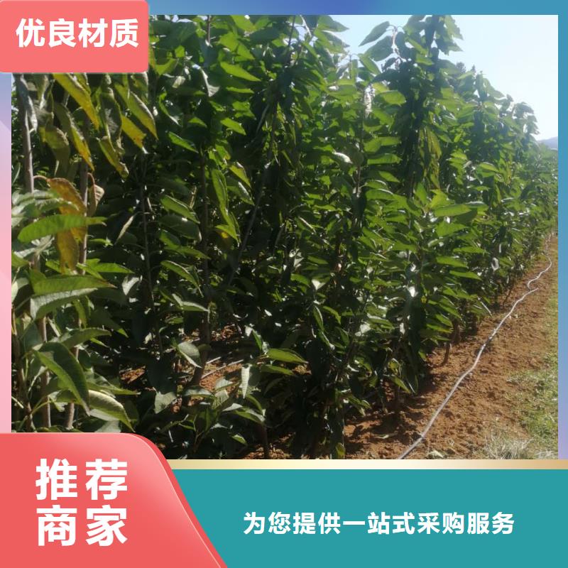 供应批发樱桃苗-现货供应