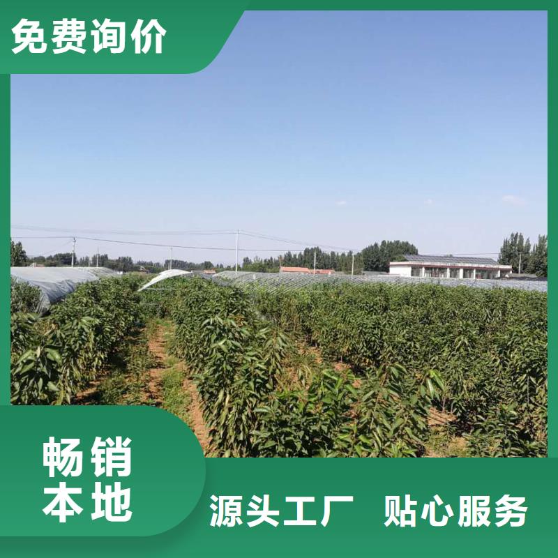 经验丰富的樱桃苗生产厂家