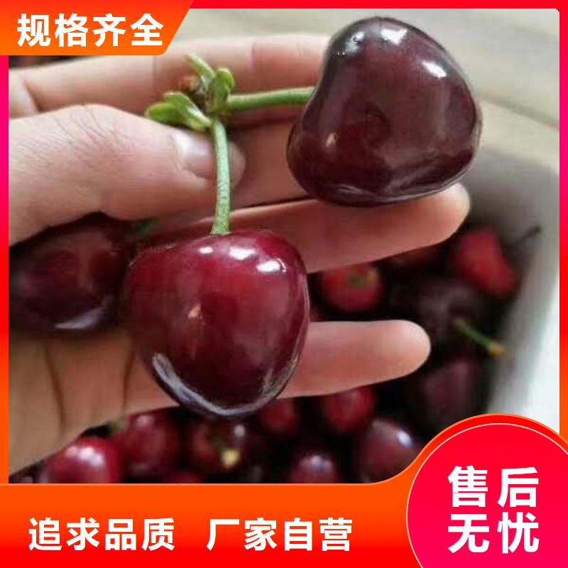 樱桃苗-薄利多销