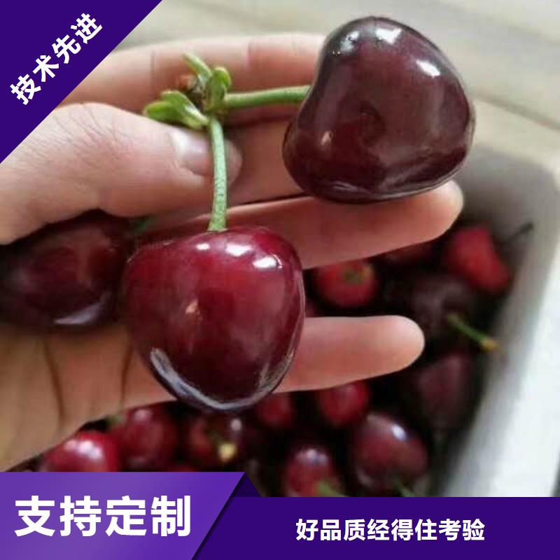 【优选】樱桃苗源头厂家