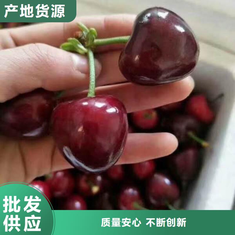 樱桃苗-樱桃苗厂家批发