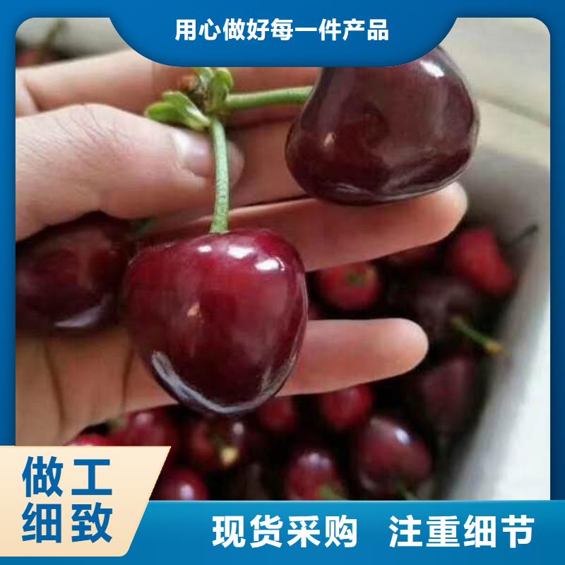 樱桃苗厂家按需定制