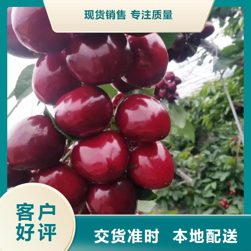 樱桃苗厂家按需定制