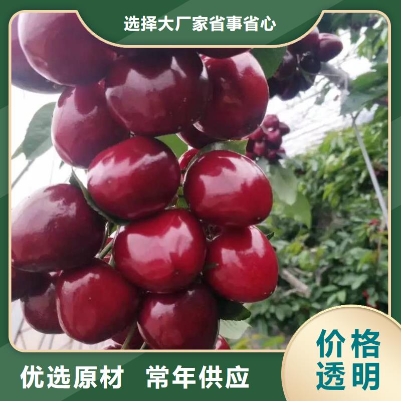 供应批发樱桃苗-现货供应