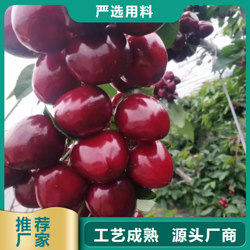 樱桃苗市场价