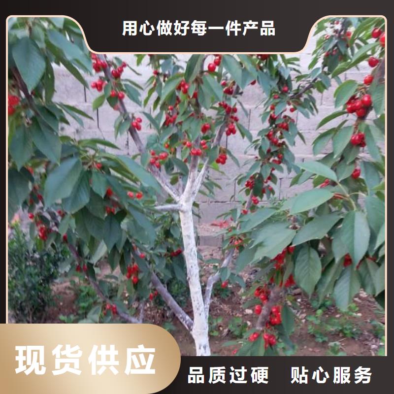 樱桃苗制造工厂