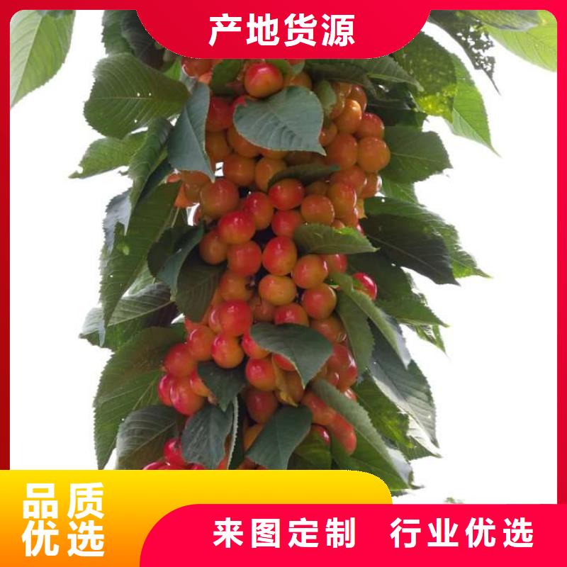 优惠的樱桃苗厂家