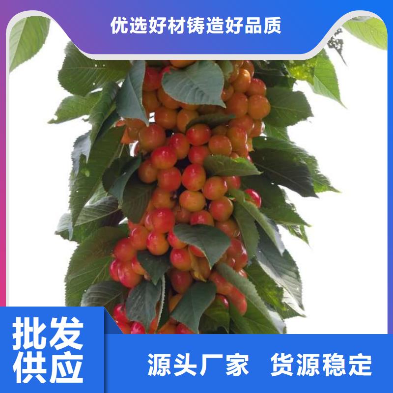 樱桃苗-樱桃苗保质