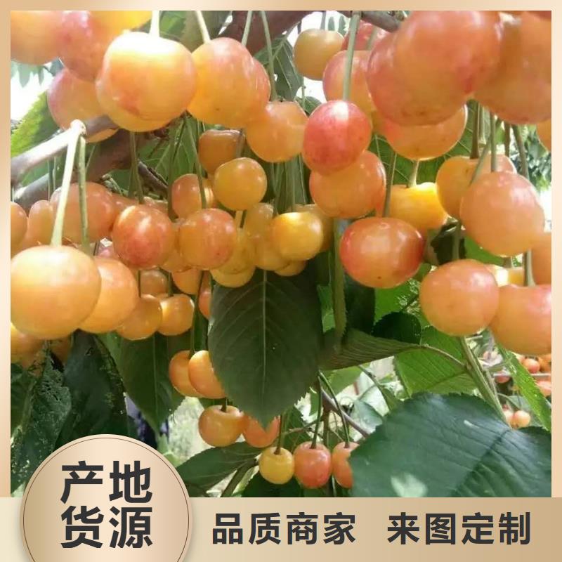 发货及时的樱桃苗生产厂家