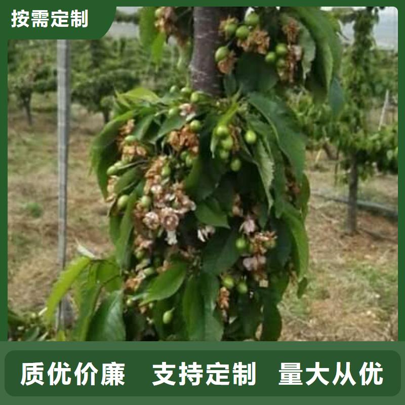 2025源头厂家#樱桃苗#专业定制