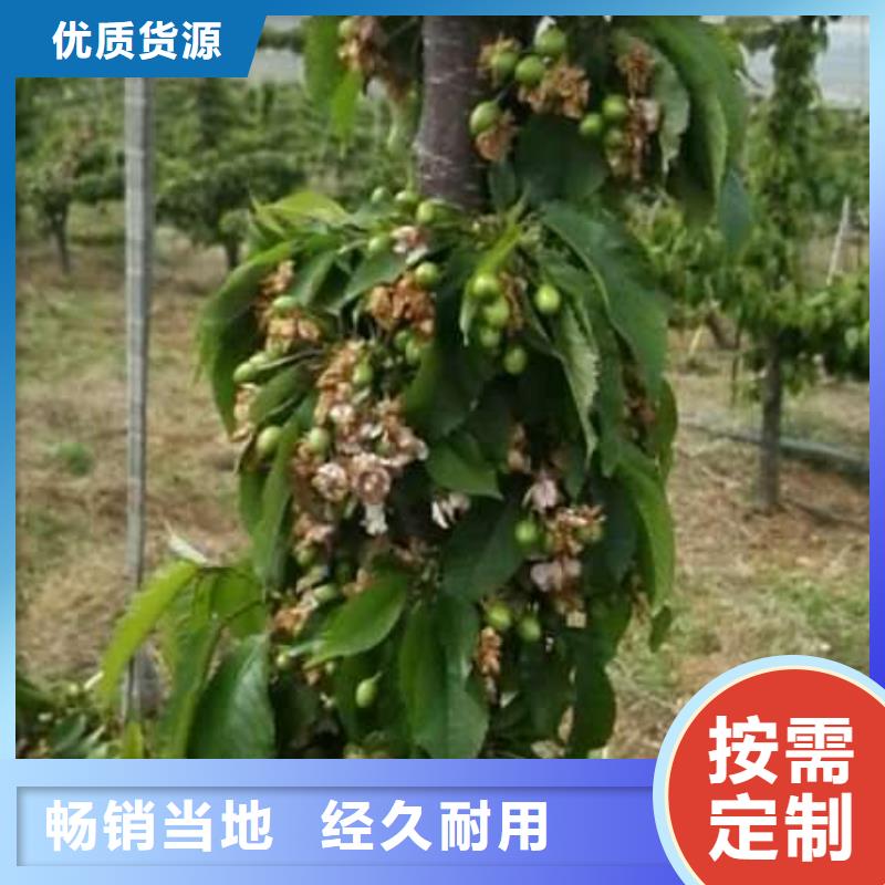 欢迎访问-樱桃苗