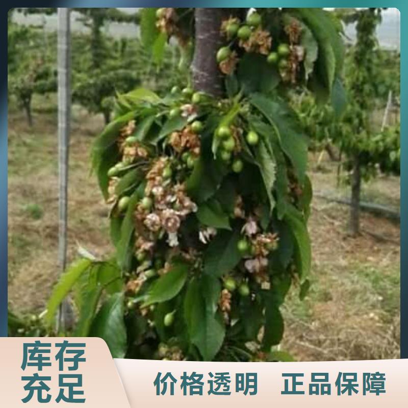 樱桃苗-樱桃苗厂家批发
