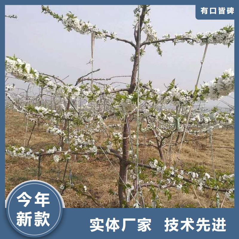 快速:樱桃苗厂家