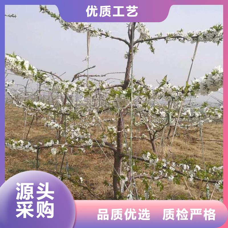 樱桃苗本地批发
