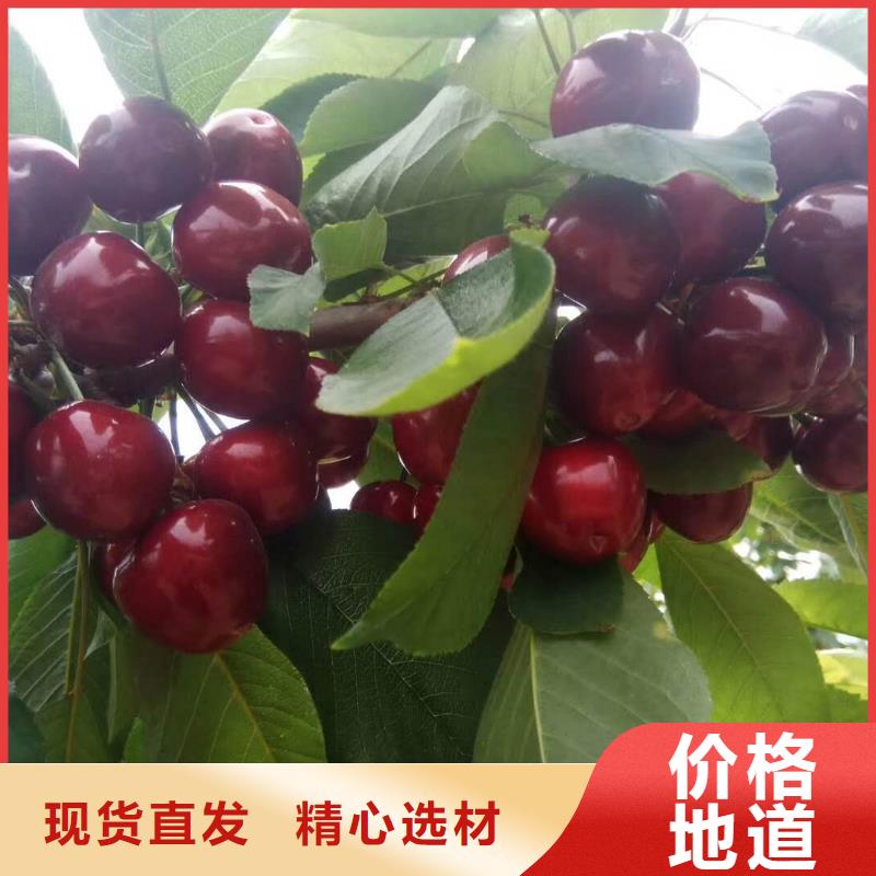 樱桃苗厂家_咨询优惠