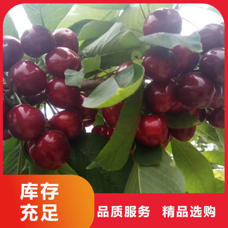 樱桃苗大企业好品质