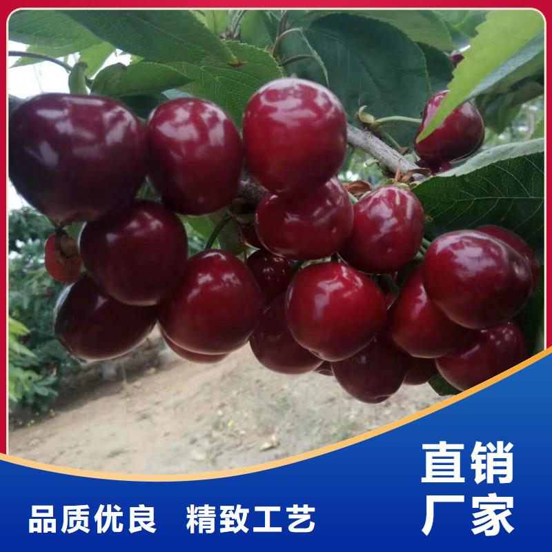 快速:樱桃苗厂家