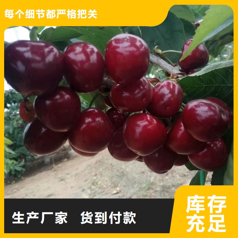 樱桃苗-一家专业的厂家