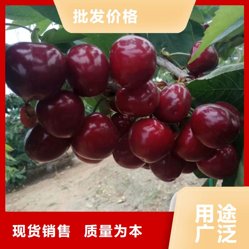 樱桃苗可靠优惠