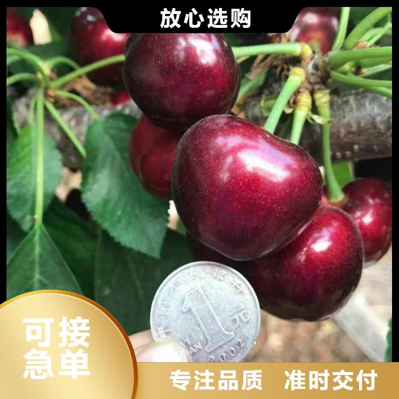 欢迎访问-樱桃苗