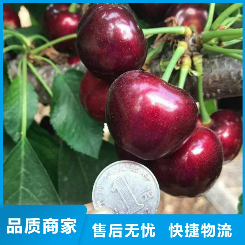 樱桃苗大企业好品质
