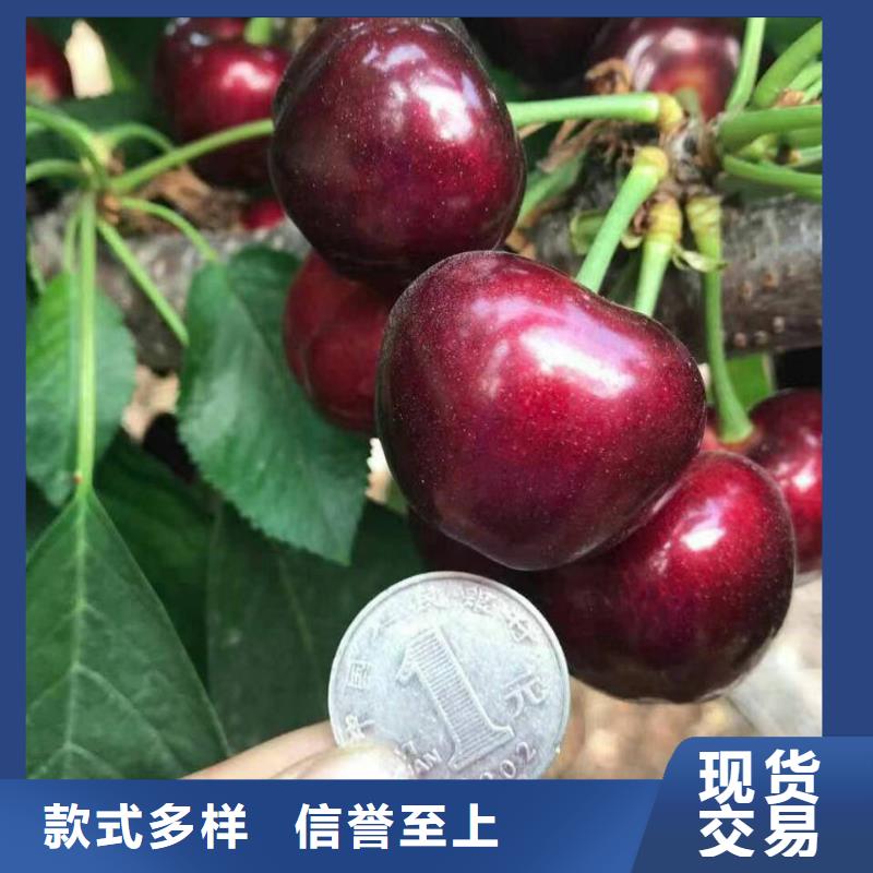 欢迎访问-樱桃苗