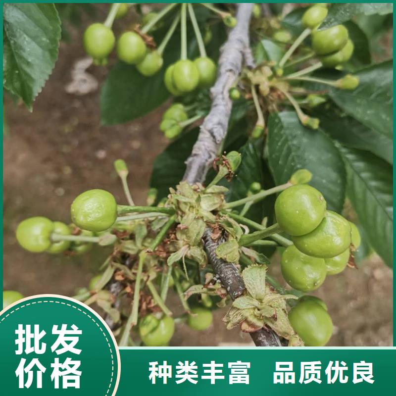 销售樱桃苗_诚信厂家