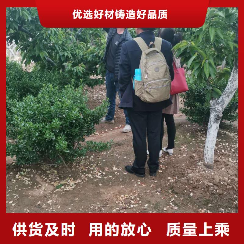 樱桃苗厂商