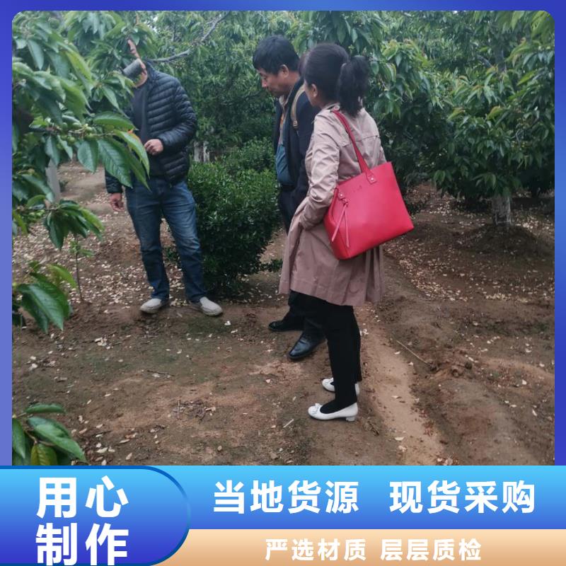 樱桃苗市场价