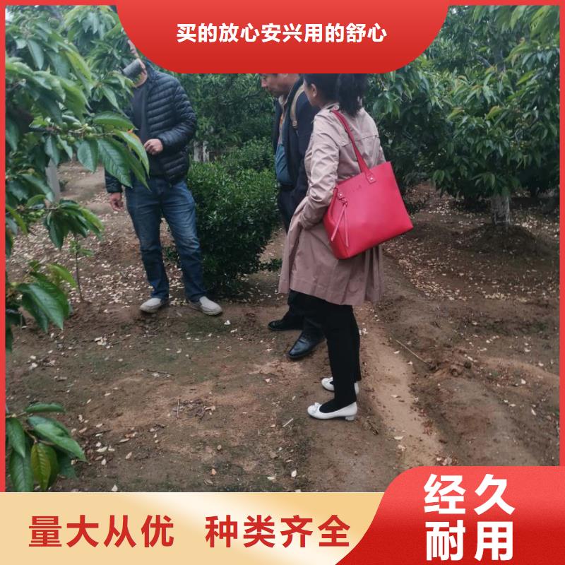 优质的樱桃苗厂家