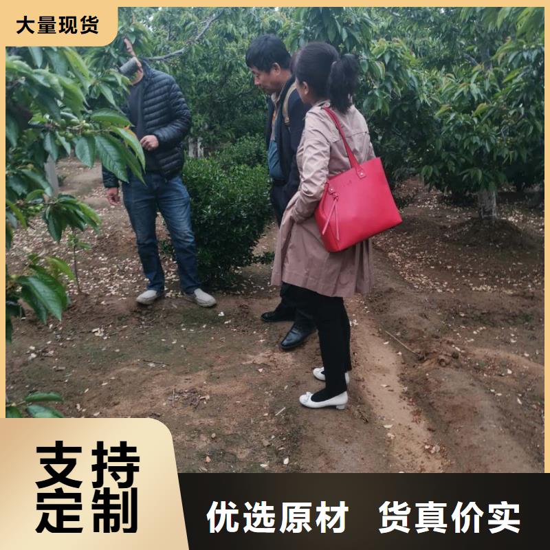 樱桃苗今日行情