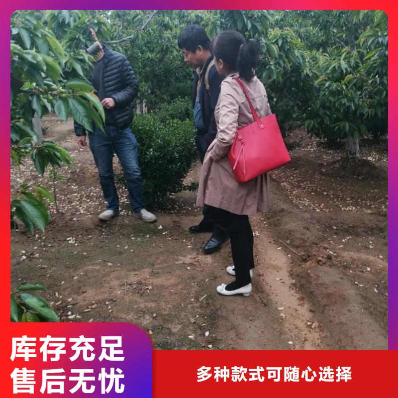樱桃苗-樱桃苗可信赖