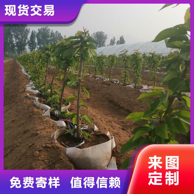 2025源头厂家#樱桃苗#专业定制