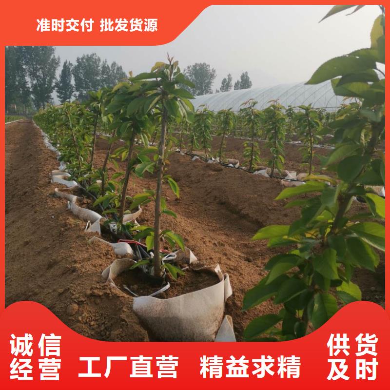 销售樱桃苗_诚信厂家