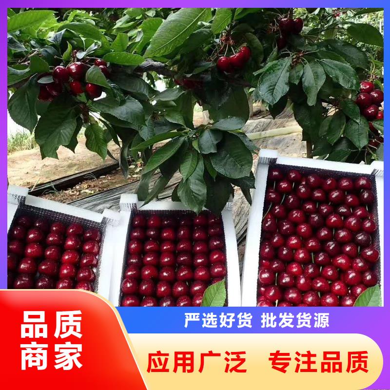 销售樱桃苗_精选厂家今日新品