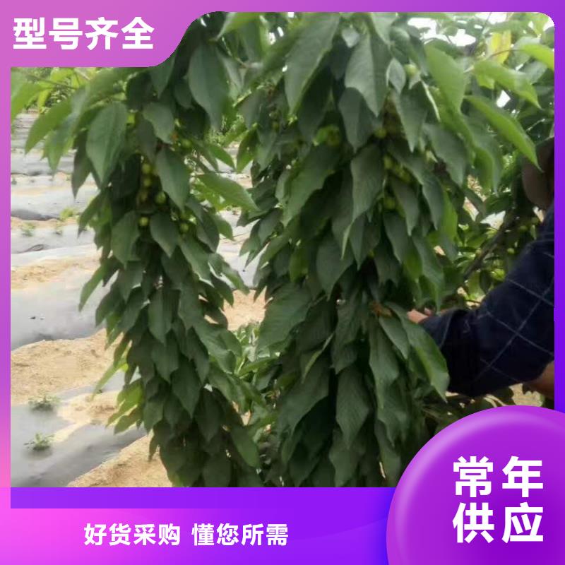 口碑好的樱桃苗公司