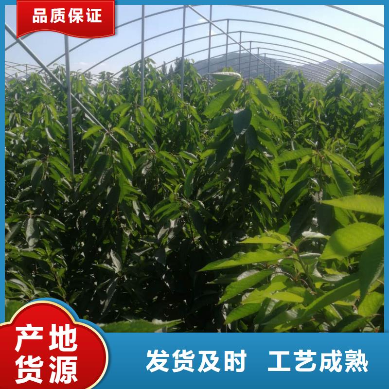 樱桃苗的工作原理