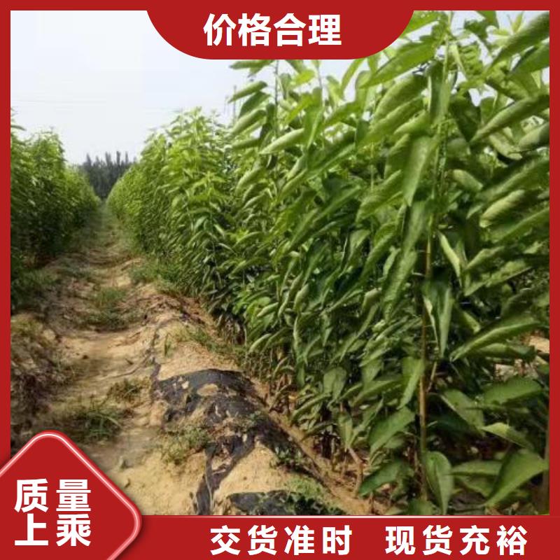 樱桃苗出厂价