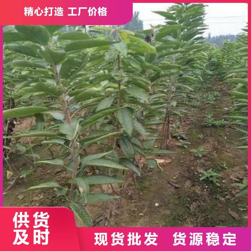 樱桃苗厂家，现货