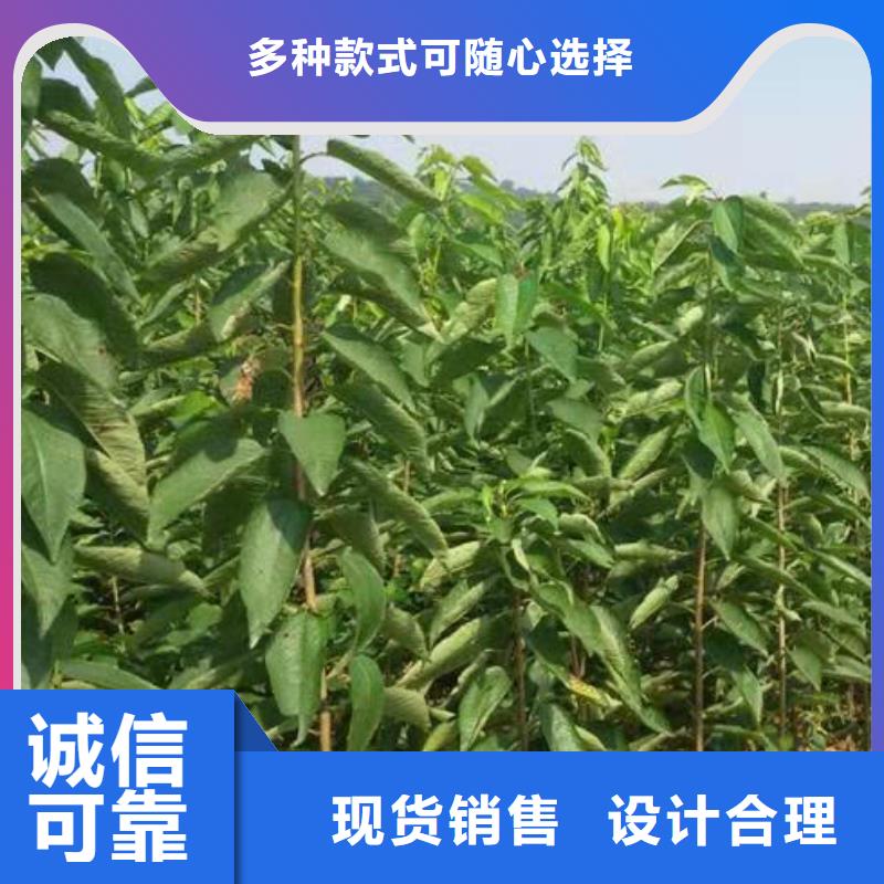优惠的樱桃苗厂家